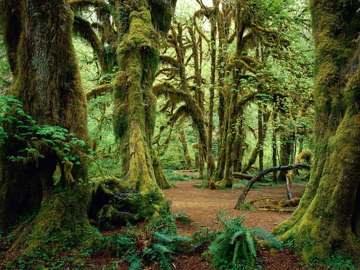 Republic of Cascadia Medium
