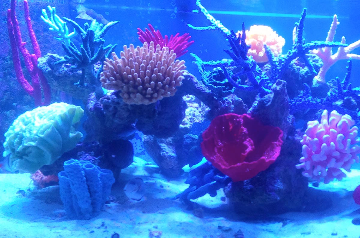 Decorate your Aquarium with Beautiful Artificial Coral and Reefs