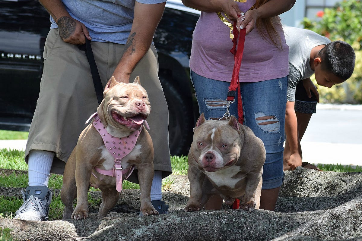 THE BEST POCKET AMERICAN BULLY BREEDERS – Venomline | Texas Size ...