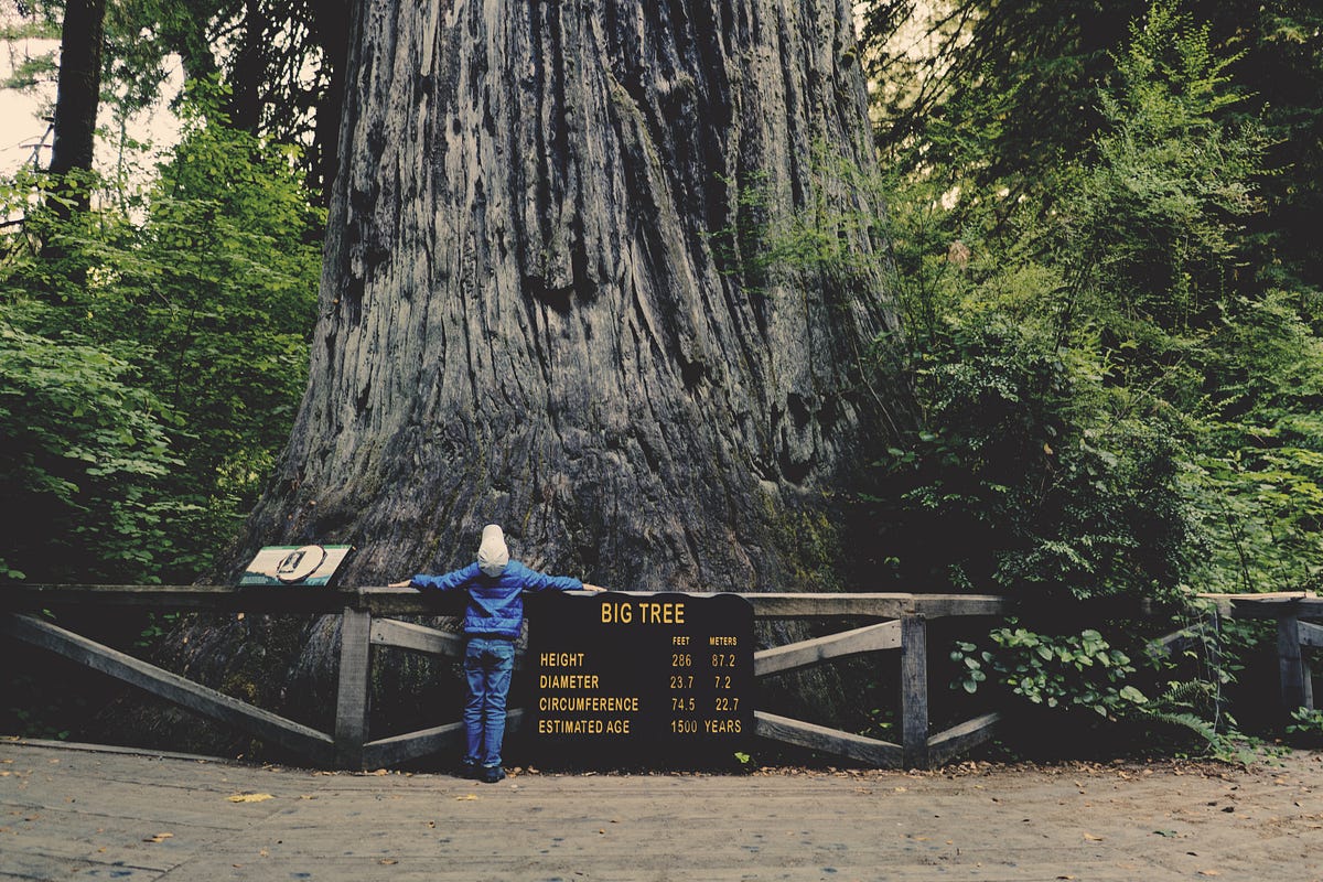 A person looking up at a HUGE tree