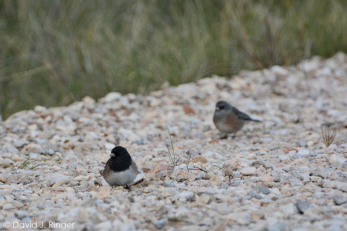 25 Photos That Show Guadalupe Mountains National Park and Its Birds in