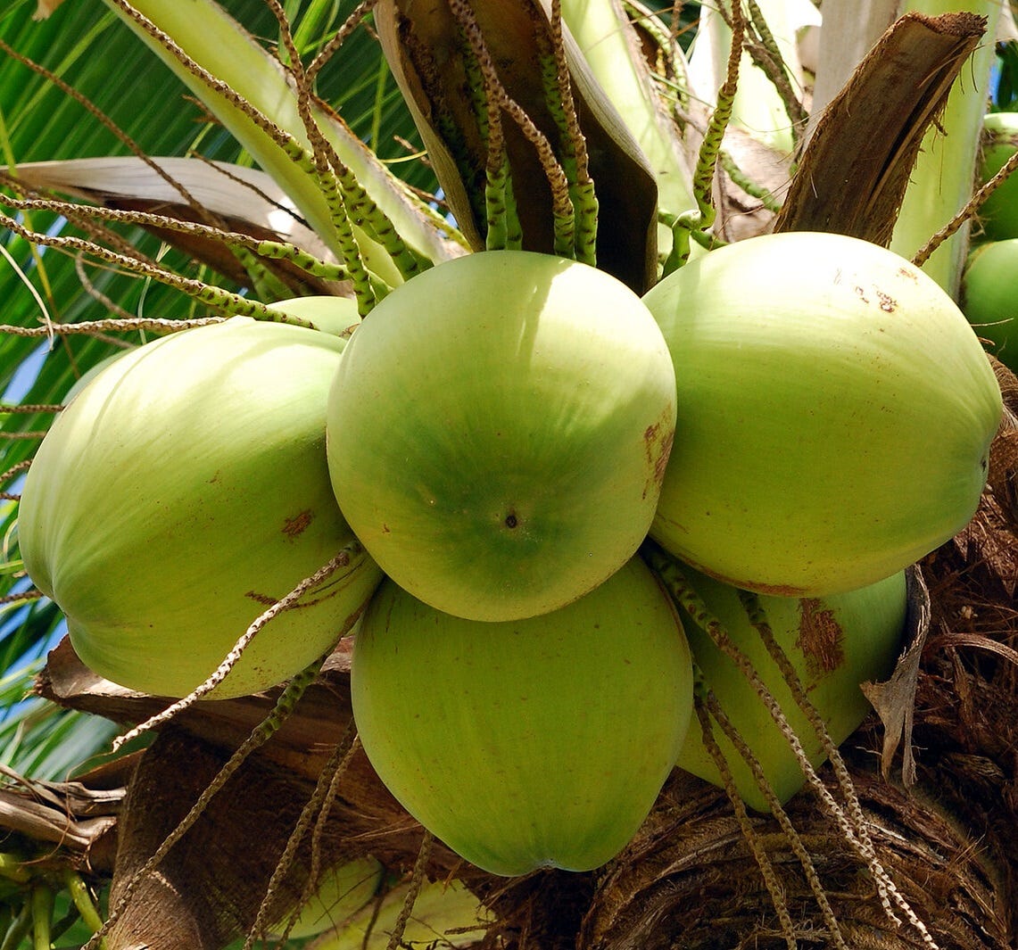 Panay Pinoy - Medium
