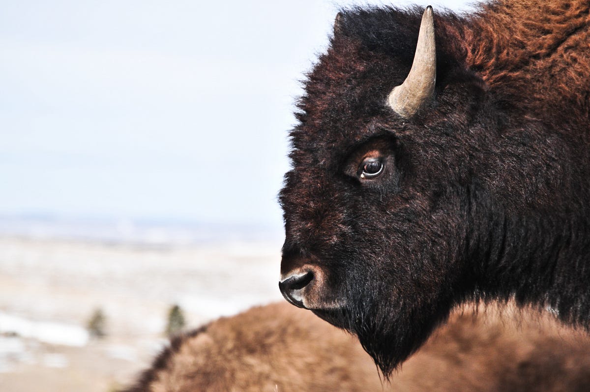 Five Letter Word Meaning Buffalo