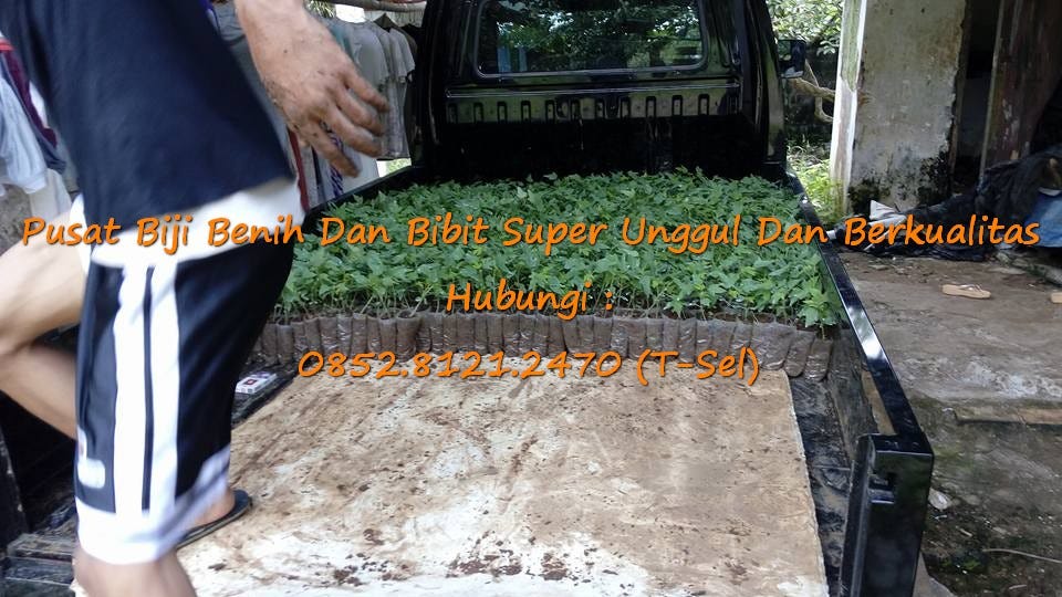 0812–1890–8795 WA, Alamat Jual Bibit Buah Pepaya Calina Siap Tanam