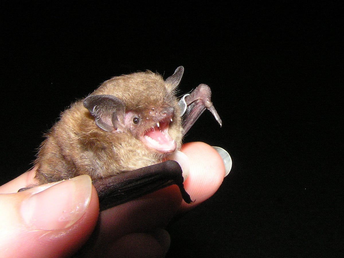Ohio’s bat populations destroyed by whitenose syndrome
