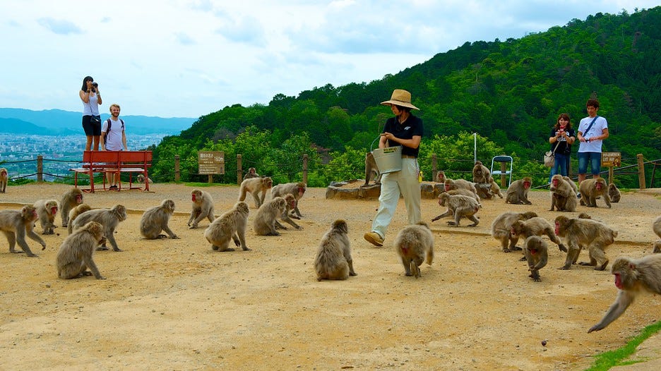 Arashiyama Monkey Park Iwatayama, Kyoto Japan Travel Guide JW 