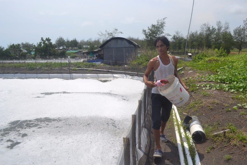 Pemberian Pakan Efektif Untuk Budidaya Udang Jala Medium