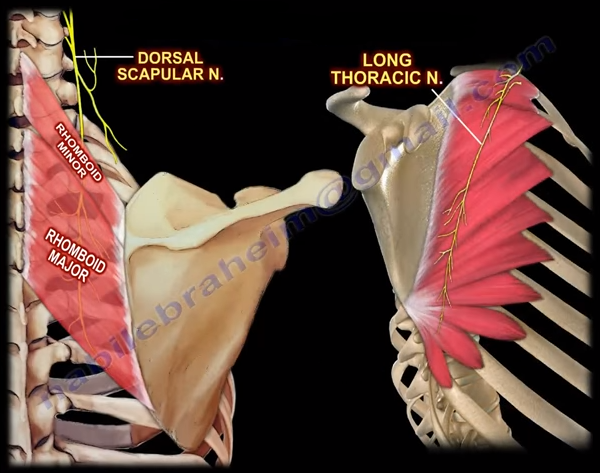 The Dorsal Scapular Nerve – Nabil Ebraheim – Medium