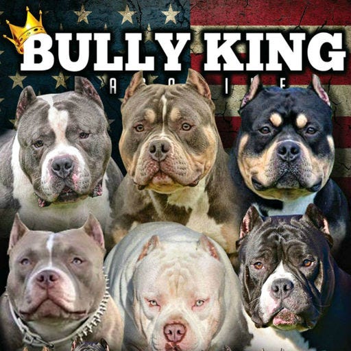 Diet & Health – BULLY KING Magazine – Medium