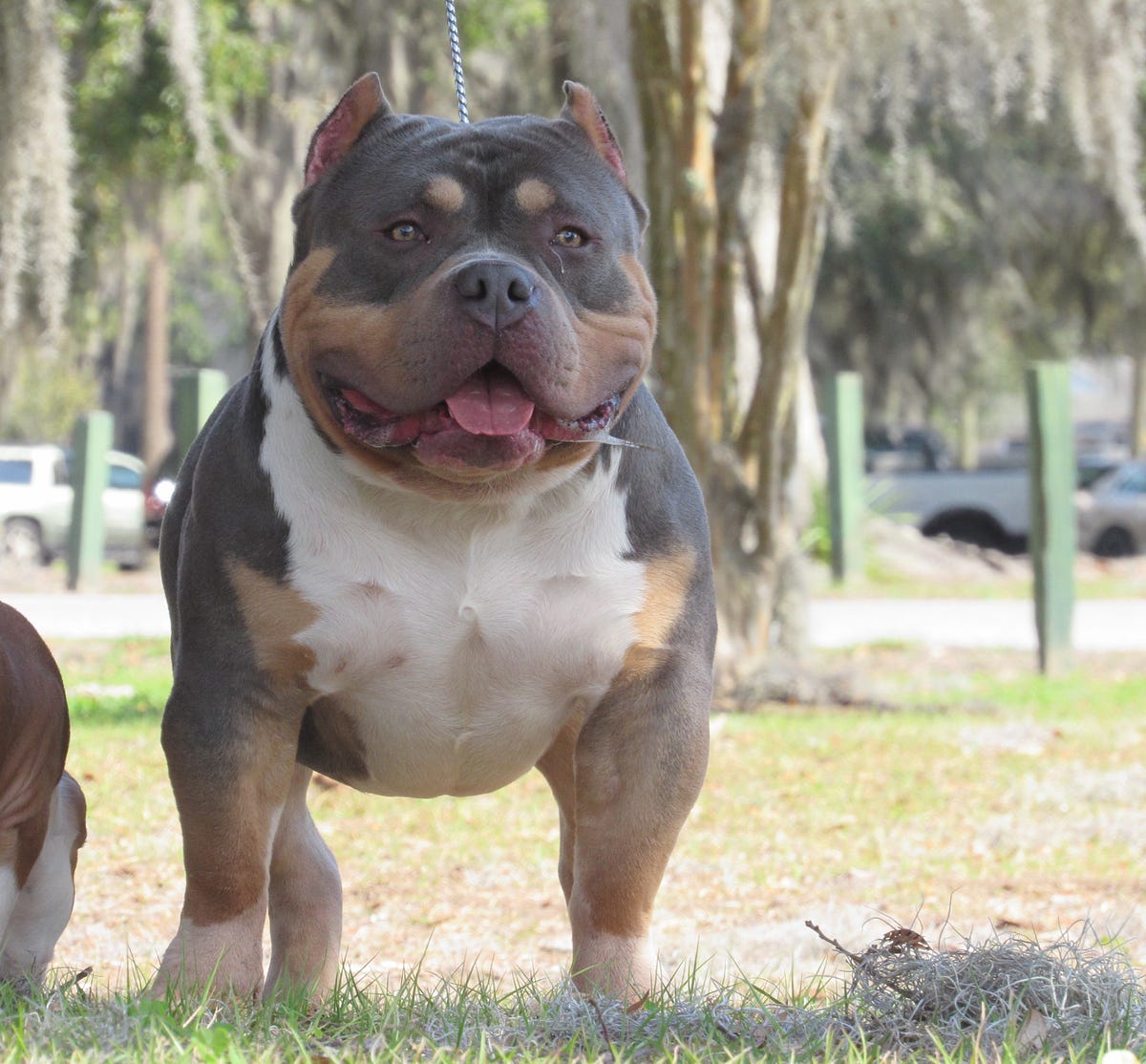 2017 BULLY KING Mascot Shamrock BULLY KING Magazine Medium