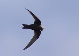 Swift Diaries Medium