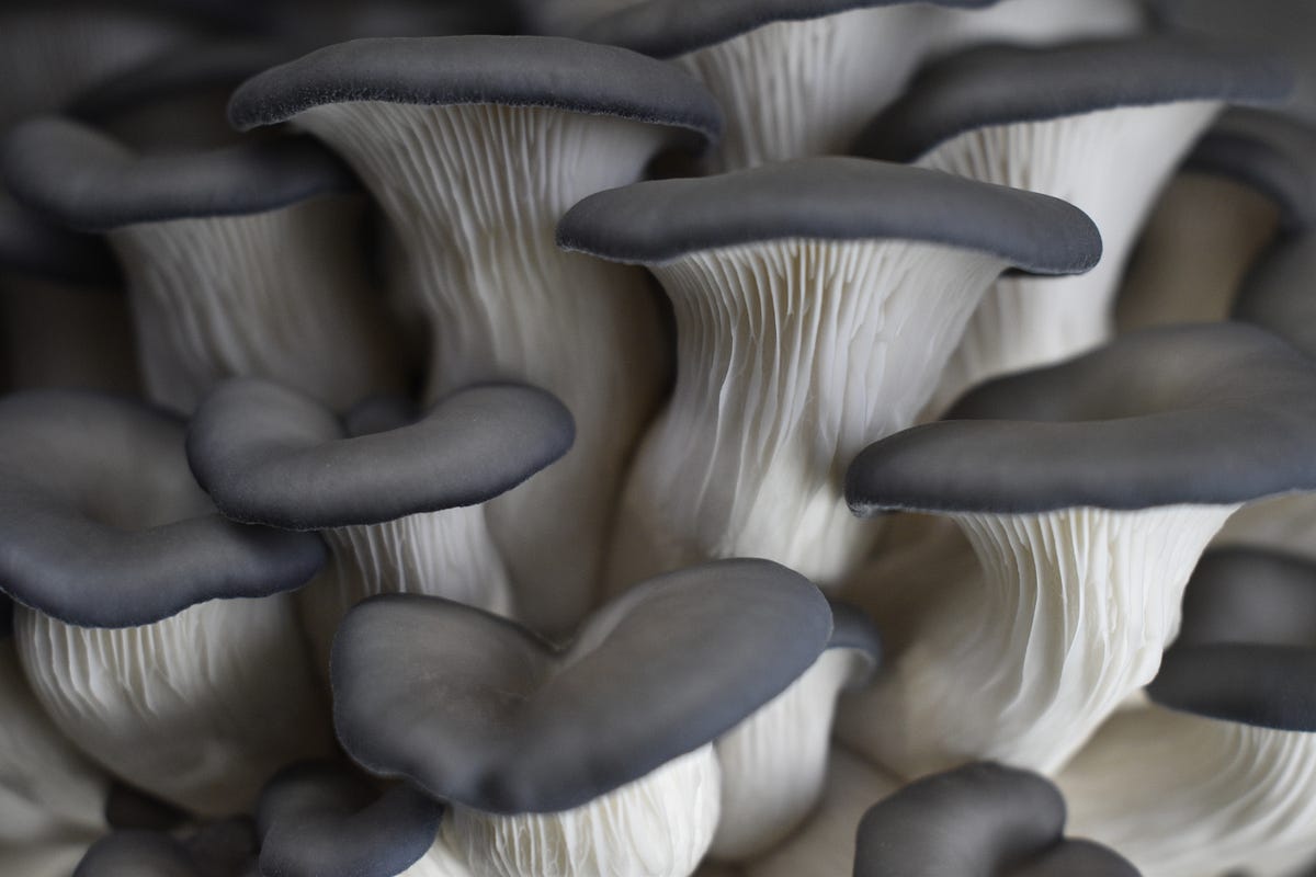 Vegan Mushroom Cooking - Medium