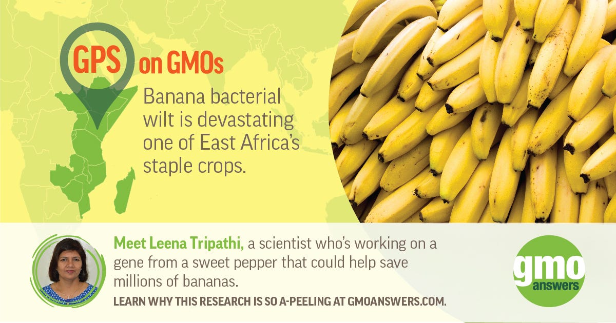 Genetic Engineering: One Tool Saving East Africa’s Bananas