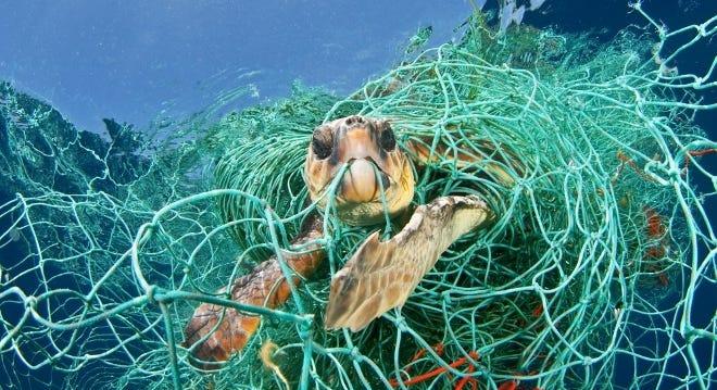 Resultado de imagen para tortuga marina en extincion