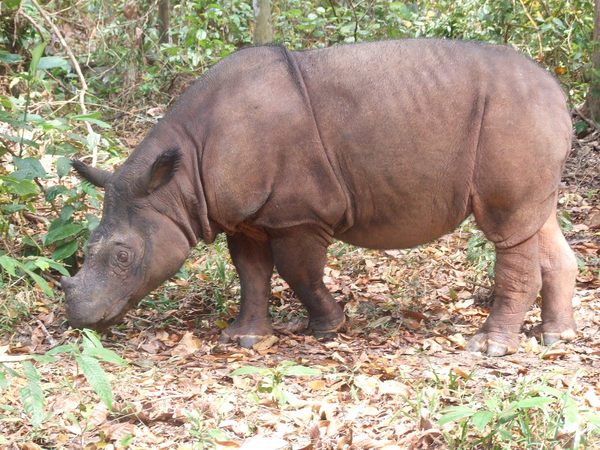 Conserving the Critically Endangered Sumatran Rhino