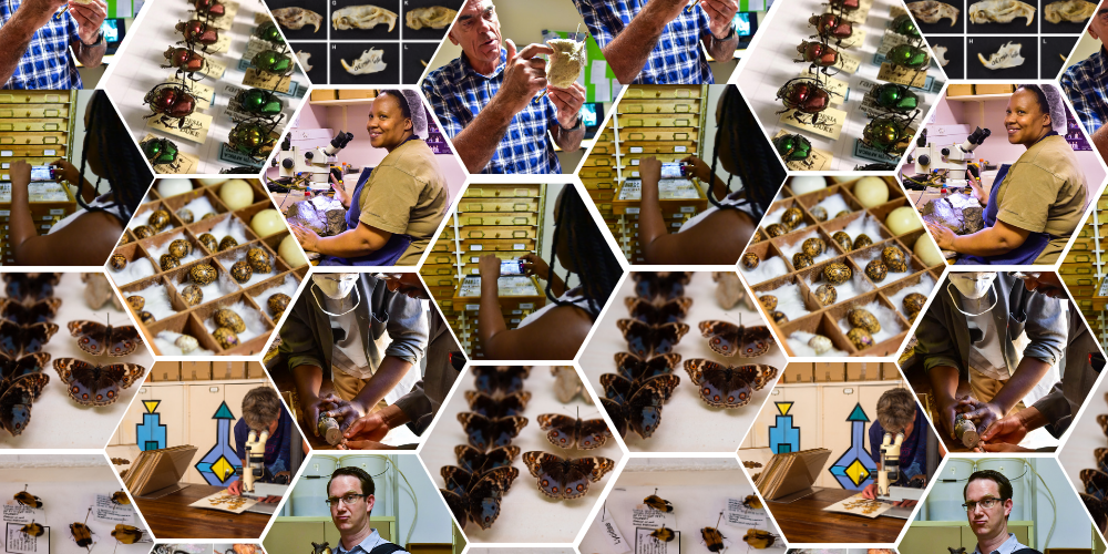 Value of Natural Science Collections – Medium