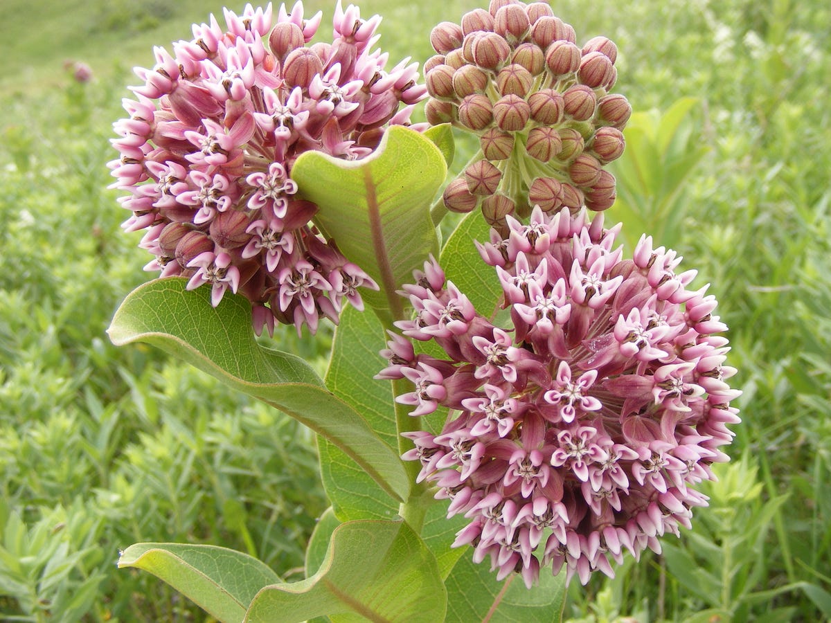 milkweed from U.S. â€“ Fish Updates Myths Not Milkweed, Spreading the