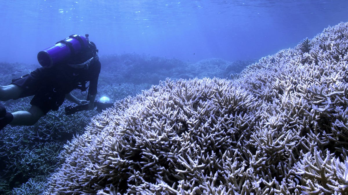 why-watching-chasing-coral-on-netflix-can-help-save-the-planet