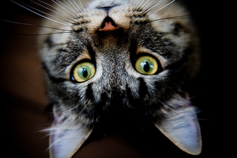 23 Absolutely Annoying Cat Ways to Love You Violet Medium