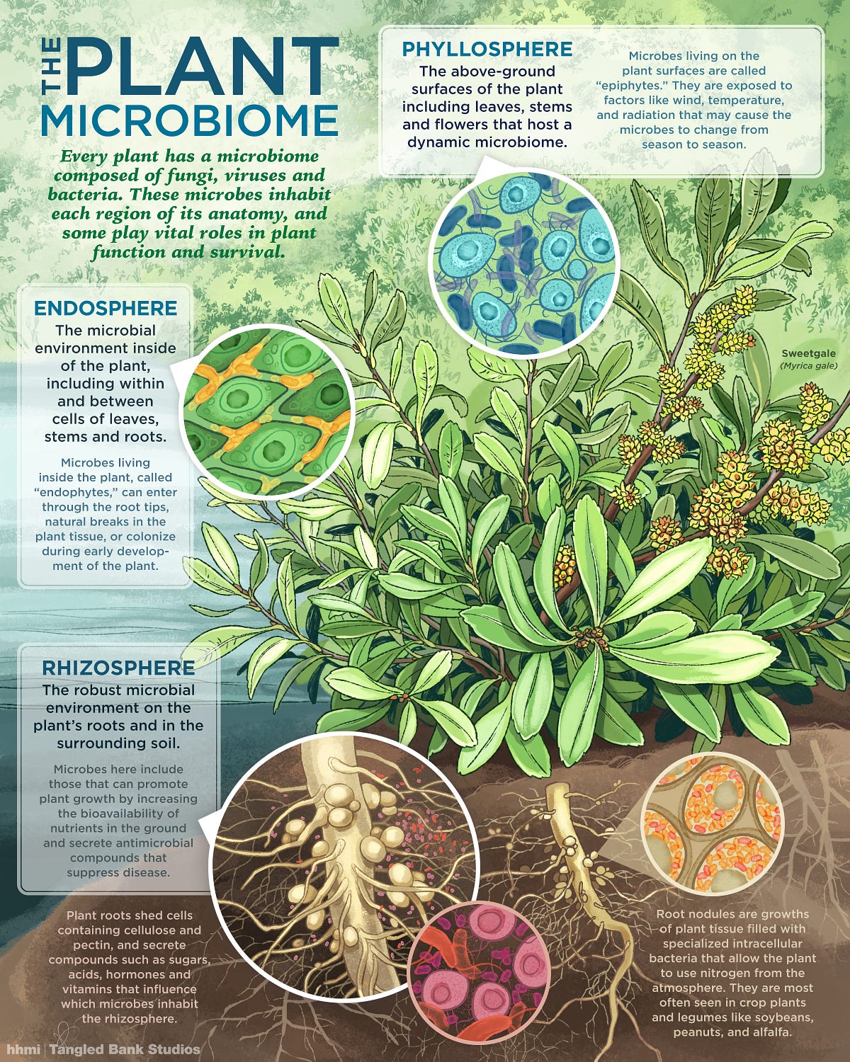 Visualizing The Plant Microbiome – I Contain Multitudes – Medium