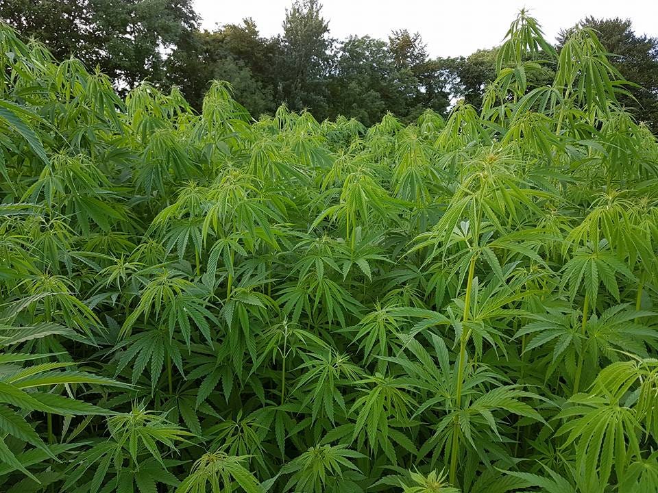 Visit To A Hemp Farm In Co. Meath Dublin Hemp Museum Medium