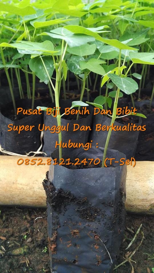 0812–1890–8795, Harga Pepaya Bangkok Super, Pepaya Bangkok Manis Manis 0812–1890–8795, Harga Pepaya Bangkok Super, Pepaya Bangkok Manis Manis
