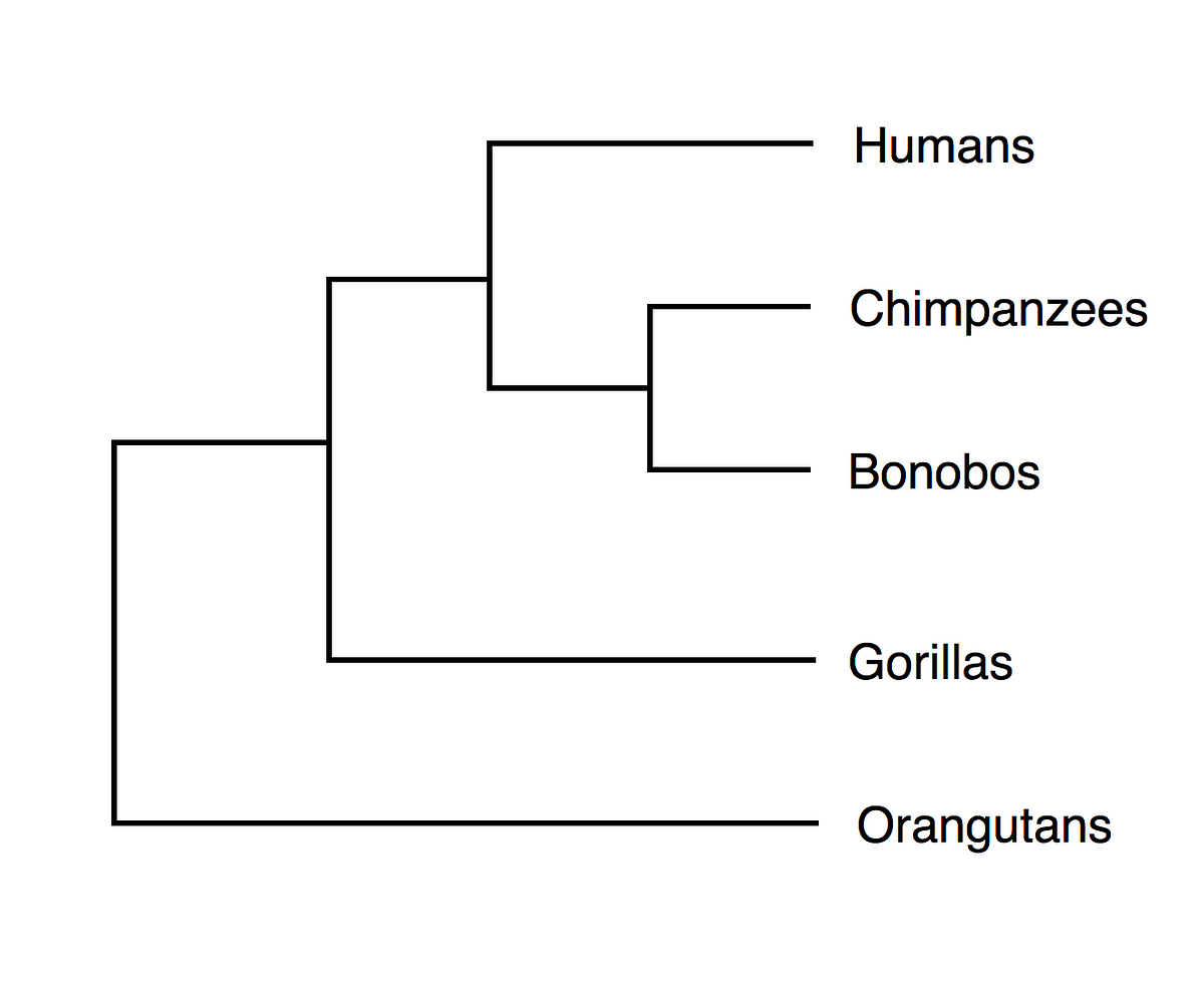phylogenetic tree khan academy
