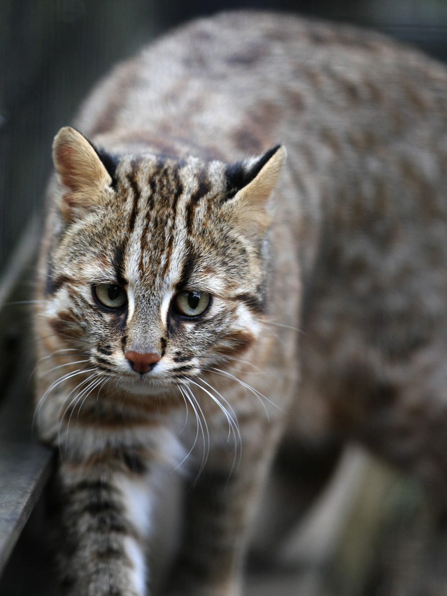 Let’s Go See The Tsushima Leopard Cat! – International House – Medium