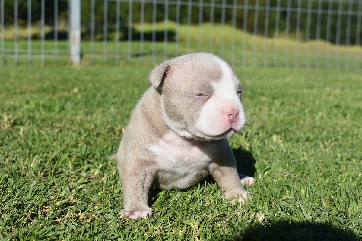 LILAC (CHAMPAGNE) & LILAC TRI COLORED AMERICAN BULLY CLONES
