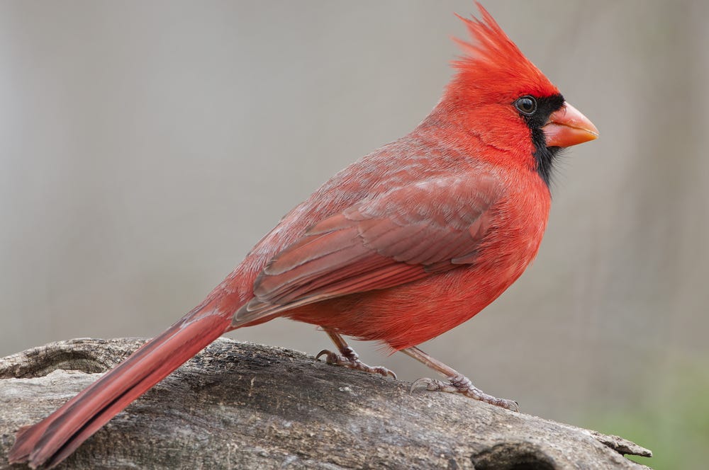 What It Means When You See A Red Cardinal Psychic 2 Tarot Medium