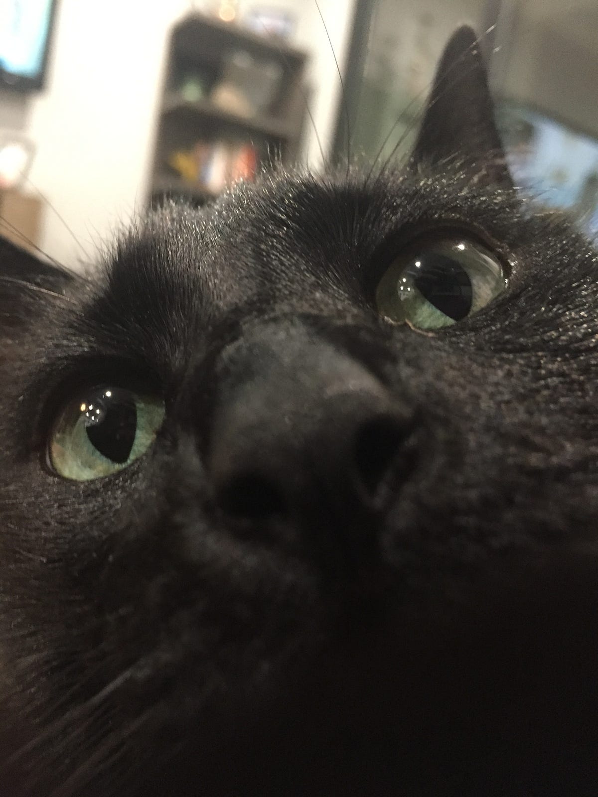 What My Cat Taught Me About Product Design