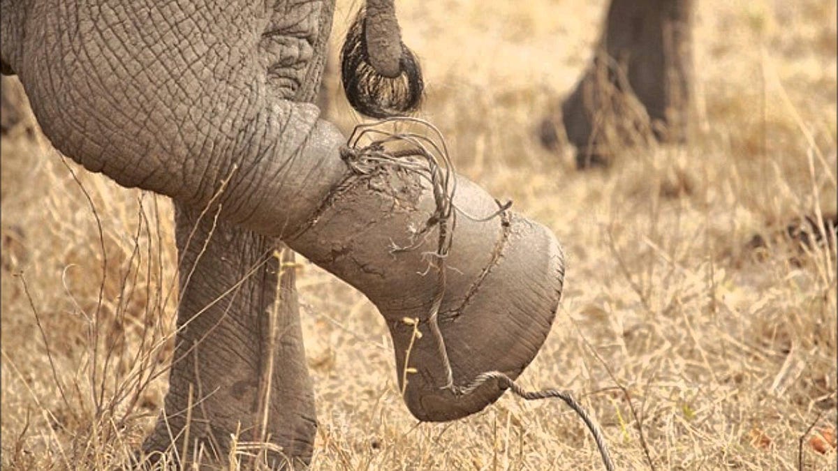 The Elephant Rope Motivational Stories Medium