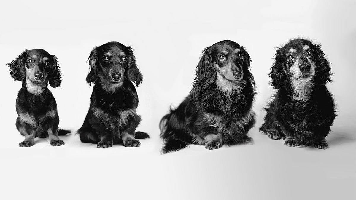Dog Longevity Medium