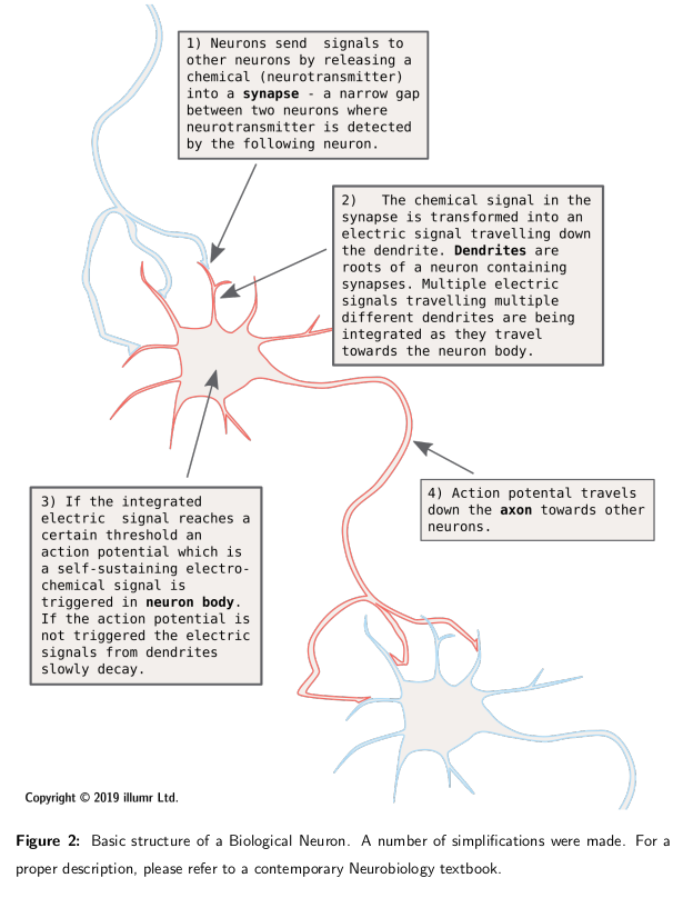 The Relationship Between Biological And Artificial Intelligence