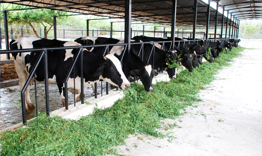 Profitability of dairy industry in India  Aakash Mehta 