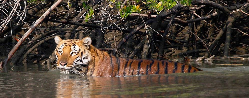 Image result for Spotting a tiger in the Sunderbans National Park, West Bengal
