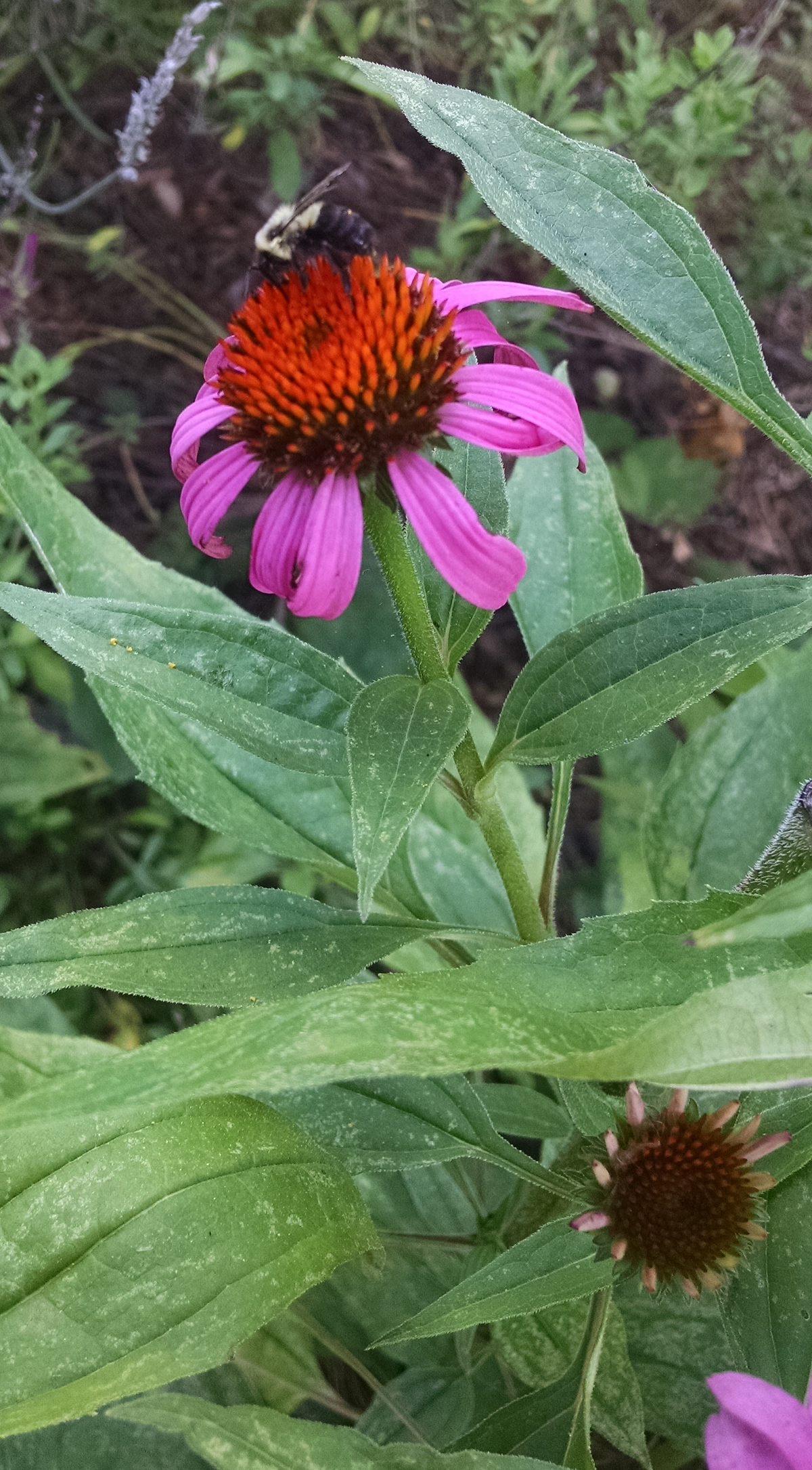 echinacea purpurea purple coneflower