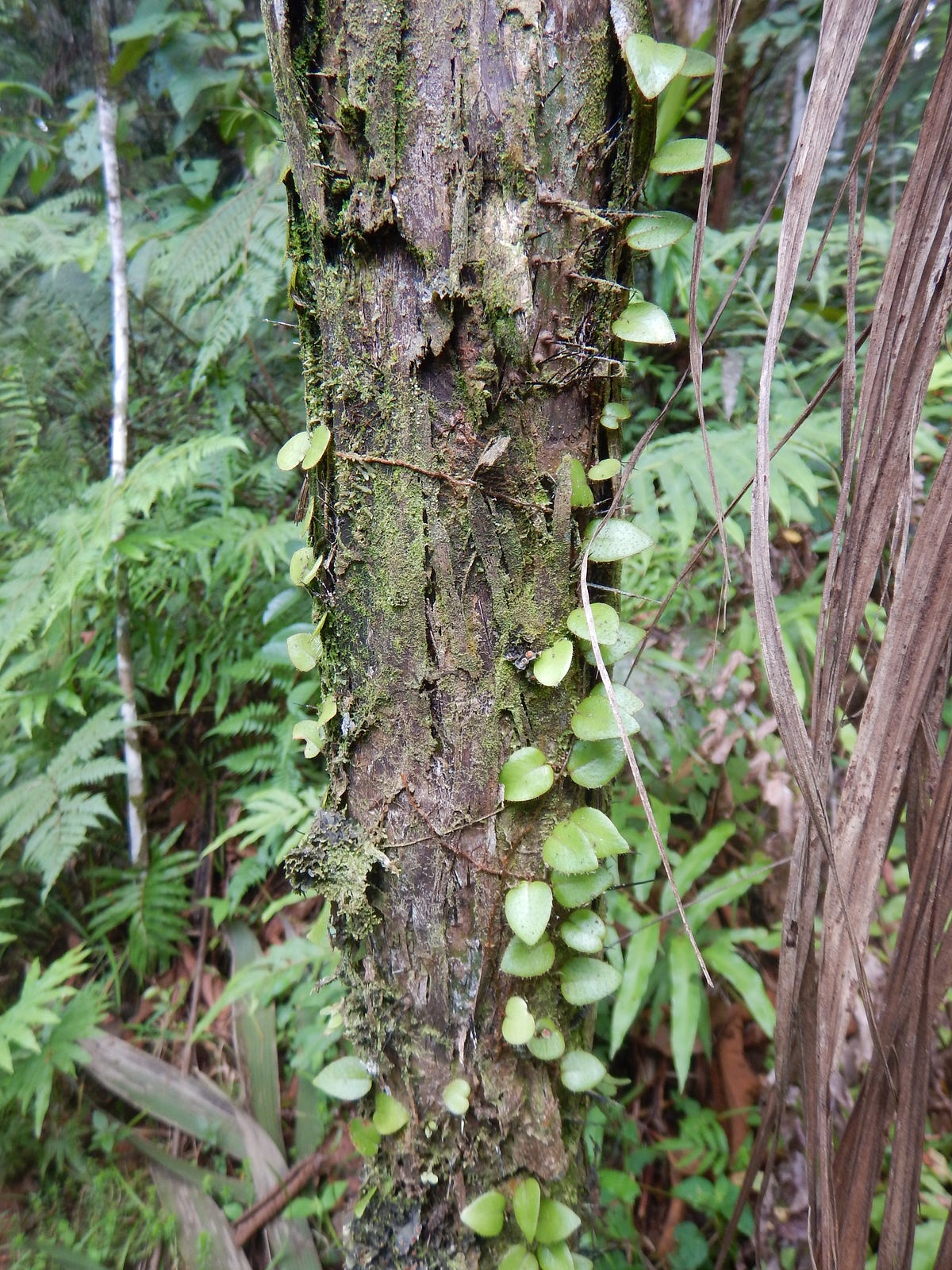 The Lush Amazonian Forest Near The Lodge The Lush Amazonian Forest Near The Lodge