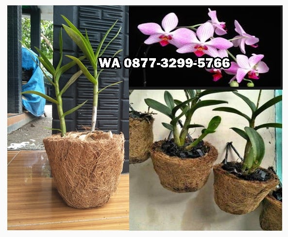  Jual pot anggrek  vanda kirim ke Purworejo HP 0877 3299 