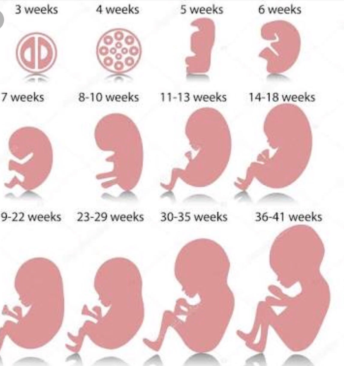 STAGES OF PREGNANCY - TODAY SCIENCE - Medium