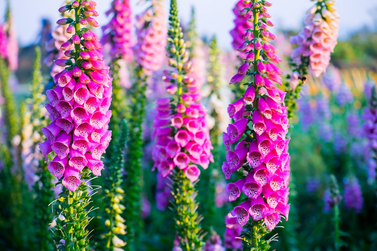 most common cause of digitalis toxicity