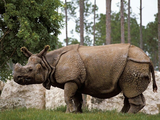 Endangered Species #4: Javan Rhinoceros – Hien Nguyen – Medium