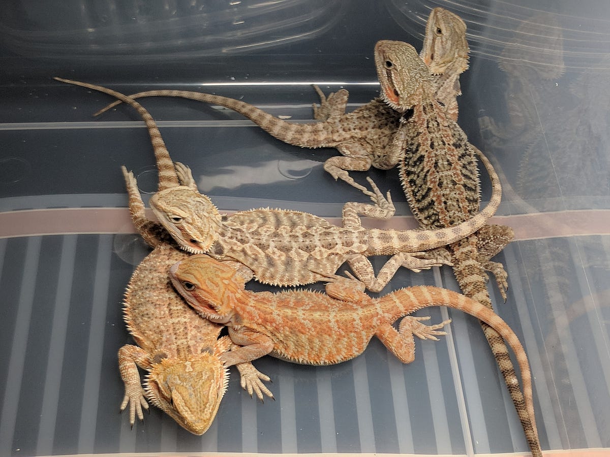 Do Bearded Dragons Get Lonely? – Hunter Byrd – Medium