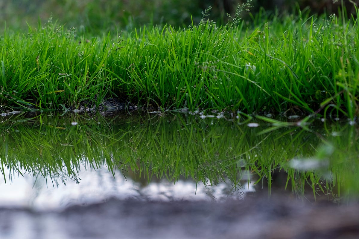 soggy-soil-and-healthy-turf-george-ellis-environmental-consulting