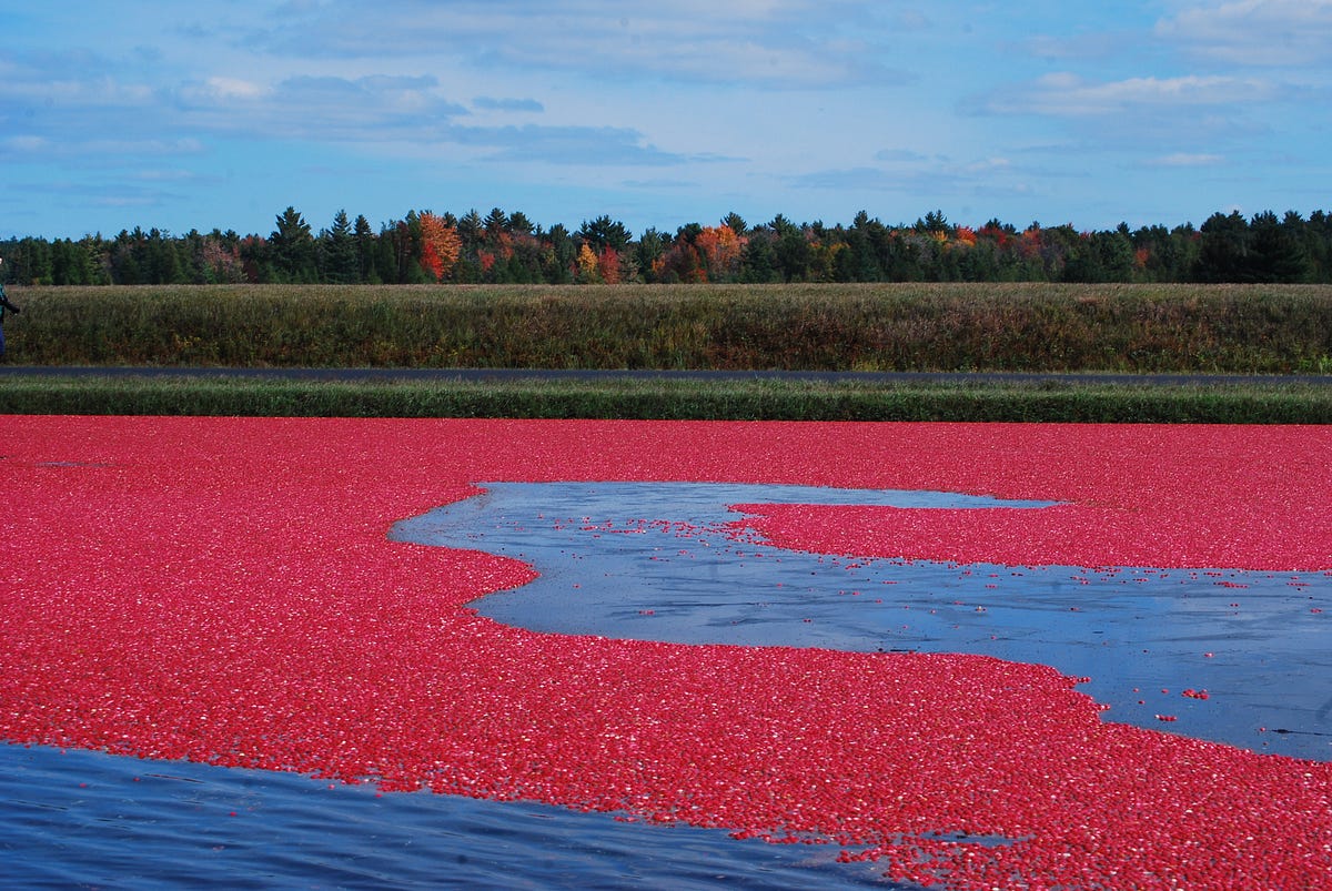 Cranberry Bog Botany Thoughts Medium