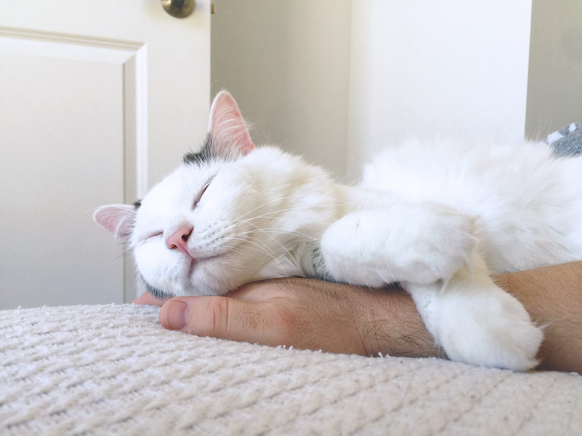 My cat Jason had the biggest heart and it killed him