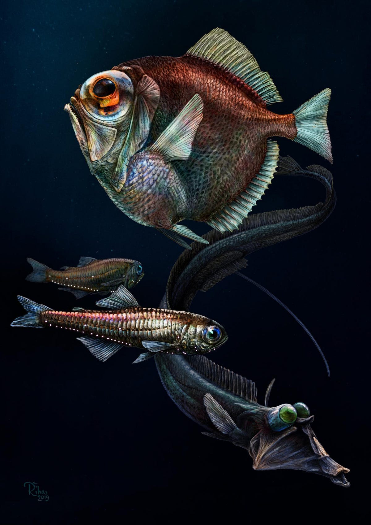 How Fish See in the Deep Dark Sea Robert Roy Britt Medium