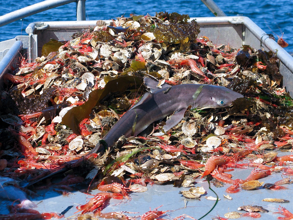 Image result for overfishing bycatch