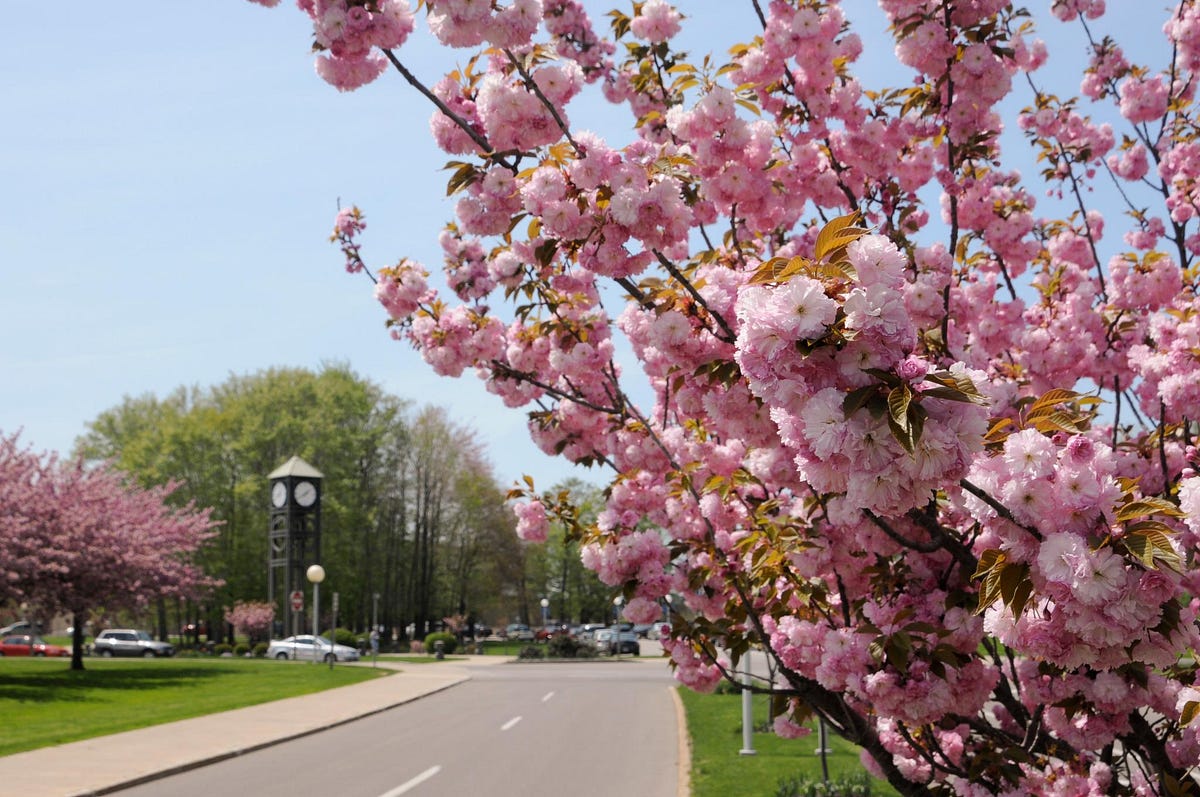 Fredonia — The State University of New York Medium