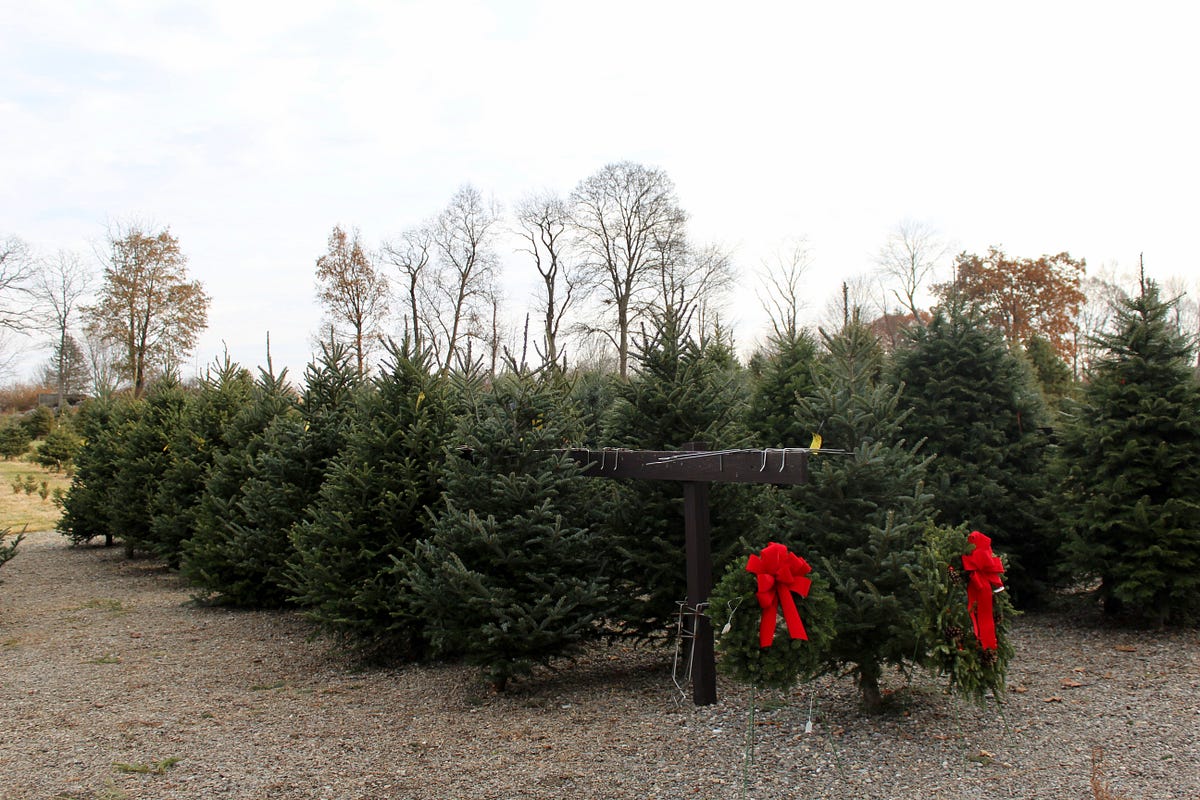 christmas tree picking in the hudson valley the christmas tree picking in the hudson valley the
